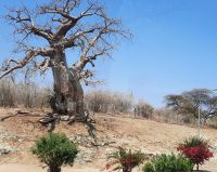 Baobab an der Grenze Botswana