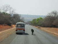 ein Esel auf dem Weg zu den Victoriafällen ? 