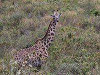 Arusha Nationalpark, weibliche Giraffe