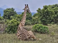 Arusha-Nationalpark, Giraffe genießt den Ausblick