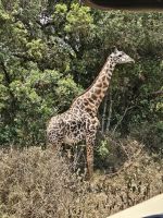 Arusha-Nationalpark, Giraffe in voller Größe