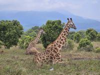 Arusha-Nationalpark, Giraffen beim Sitzen