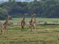 Arusha-Nationalpark, Giraffen und Zebras