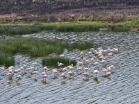 Arusha-NP, Flamingos am großen Momella-See