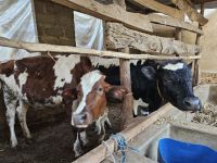 Besuch in der Töpferei - Milchkühe