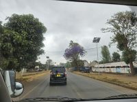 Fahrt zur Lodge - blühende Charakarunda Bäume