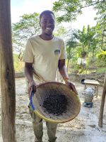 Kaffeeplantage - geröstete Bohnen