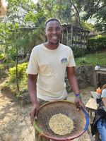 Kaffeeplantage - geschälte Bohnen