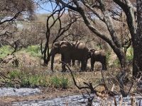 Lake Manyara, Elefantenmutter mit Kind