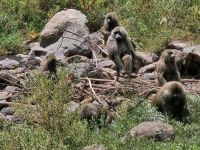 Lake Manyara, Gruppe von Pavianen