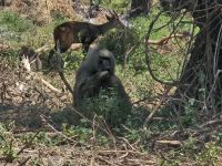 Lake Manyara, Pavian und Buschbuck
