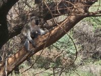 Lake Manyara, Vervet-Affe