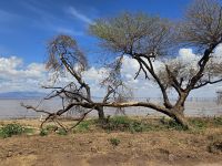 Landschaft des Lake Manyara