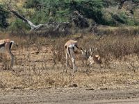 Ngorngorokrater, Grandgazelle 