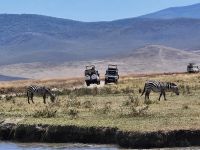 Ngorongorokrater, auf Safari mit Zebras