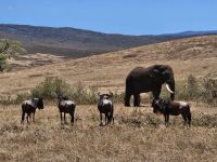 Ngorongorokrater, Elefant und Gnus