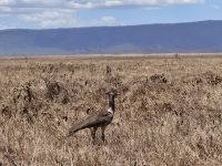 Ngorongorokrater, Großtrapper