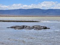 Ngorongorokrater, Hippos