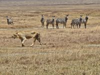 Ngorongorokrater, Löwin passiert Zebras