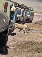 Ngorongorokrater, Löwin zwischen Jeeps