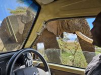 Ngorongorokrater, neugieriger Elefant