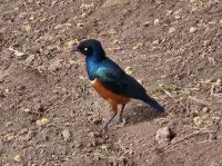 Ngorongorokrater, Sterlingvogel