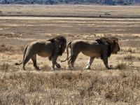 Ngorongorokrater, Löwen unterwegs