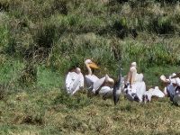 Ngorongorokrater, Pelikane