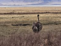 Ngorongorokrater, Straßendame