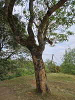 Quinini Tree - Mittel gegen Malaria