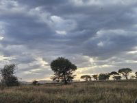 Serengeti in der Abenddämmerung