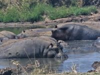 Serengeti,  Nilpferd im Wasser
