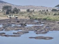 Serengeti, auf Safari im Hippopool