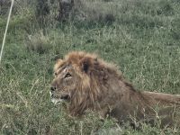 Serengeti, ausgewachsener Löwe