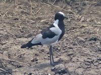 Serengeti, Blacksmith