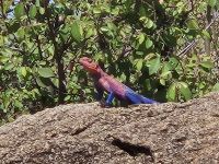 Serengeti, Eidechse Agama