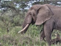 Serengeti, Elefantenbulle