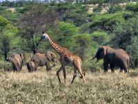 Serengeti, Giraffe spaziert an Elefanten vorbei
