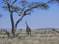 Serengeti, Giraffe unter dem Baum