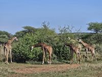 Serengeti, Giraffen beim Frühstück