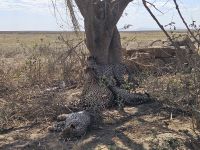 Serengeti, Gruppe von Geparden