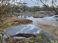 Serengeti, Hippopool am Nachmittag