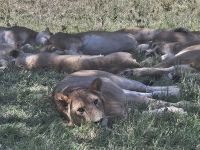 Serengeti, jugendlicher Löwe