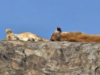 Serengeti, schlafende Löwen