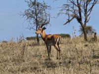 Serengeti, stolzer Impala