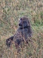 Serengeti, Vervet-Affe