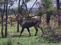 Serengeti, Wasserbock