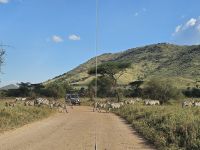 Serengeti, Zebraherde überquert die Straße
