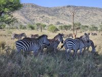Serengeti, Zebraherde