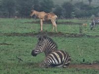 Serengeti, Zebras und Kongoni